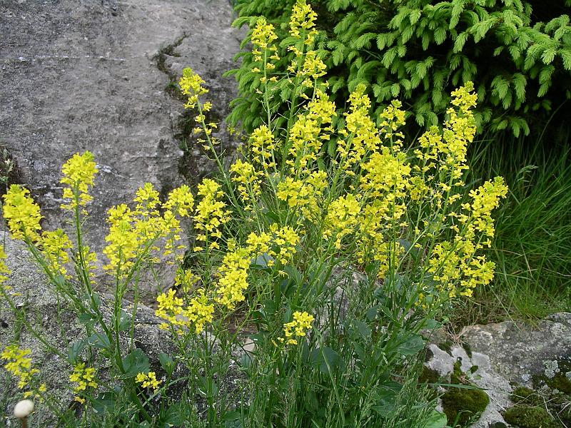 Flora 48.jpg